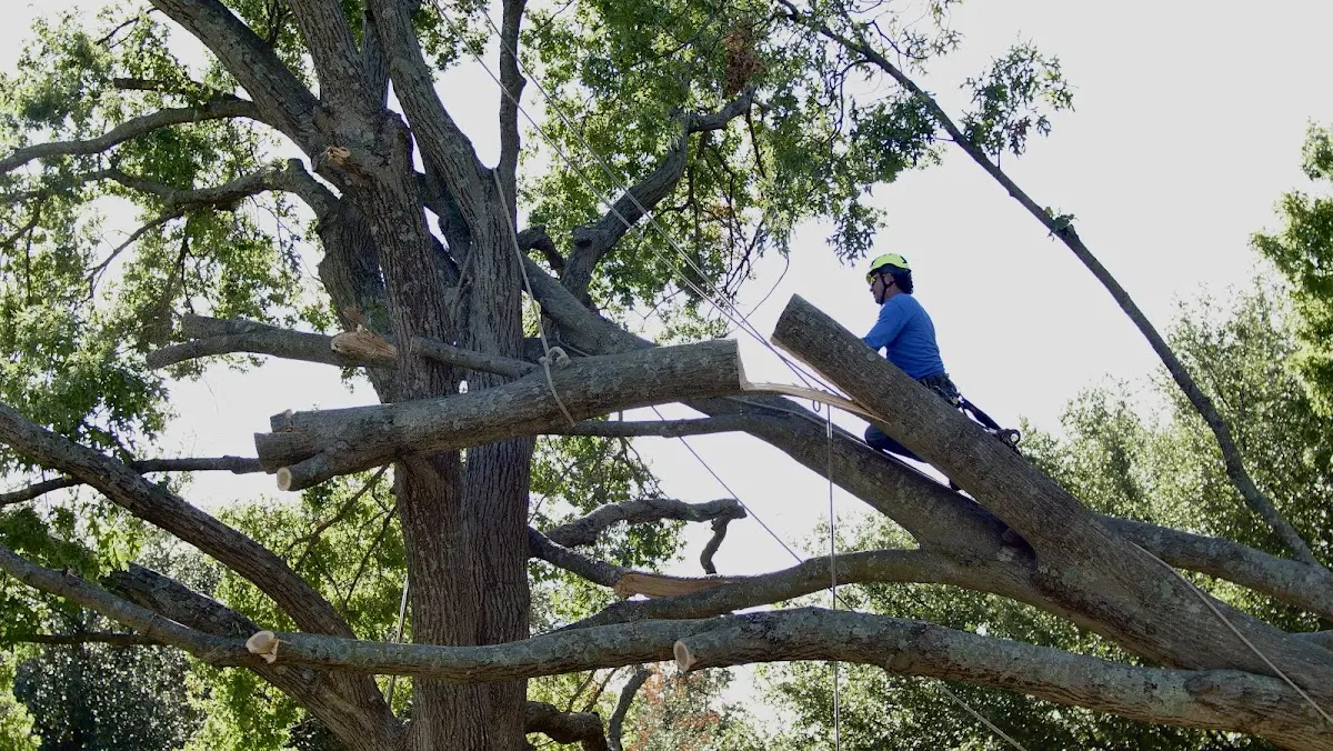 Professional Crown Thinning performed by certified arborists in Quitman
